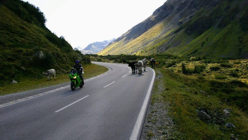 Koeien op de Silvretta Hochalpenstraße